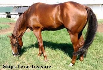 Skips Texas treasure